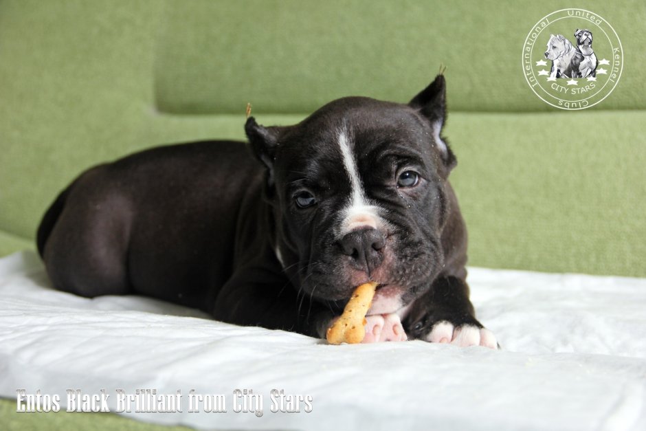 Булли авито