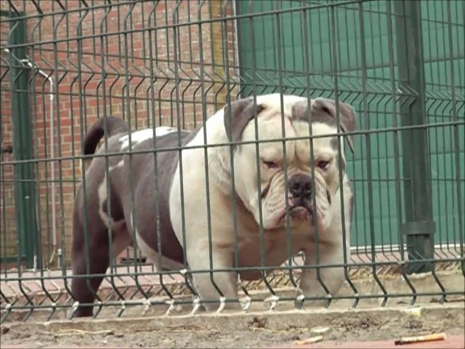 89206858513 Тверь питомник американских булли