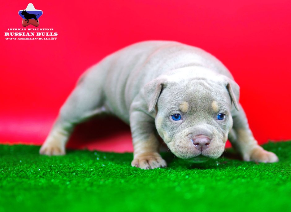 Американский булли зимой