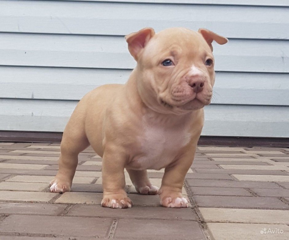 Питомник собак американский булли Яна