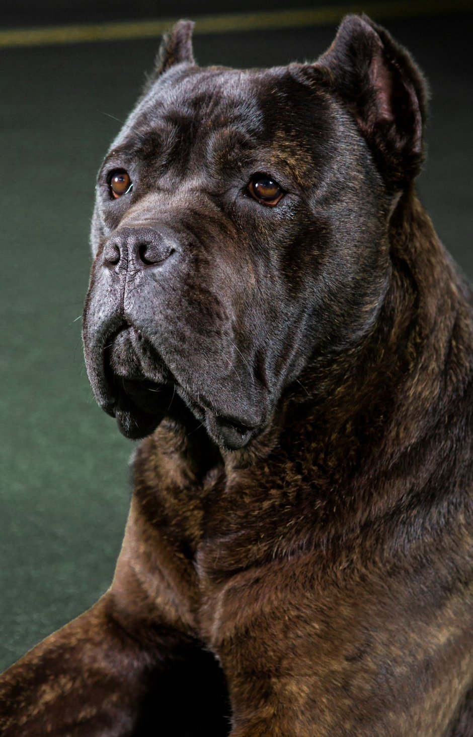 Russian bulls for American woman