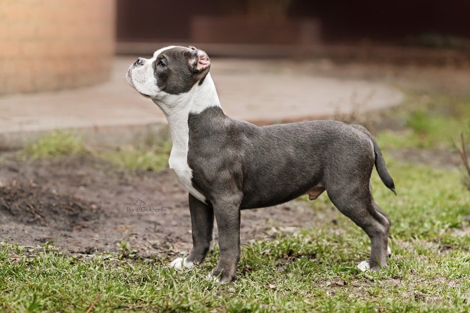 American Dream Bully