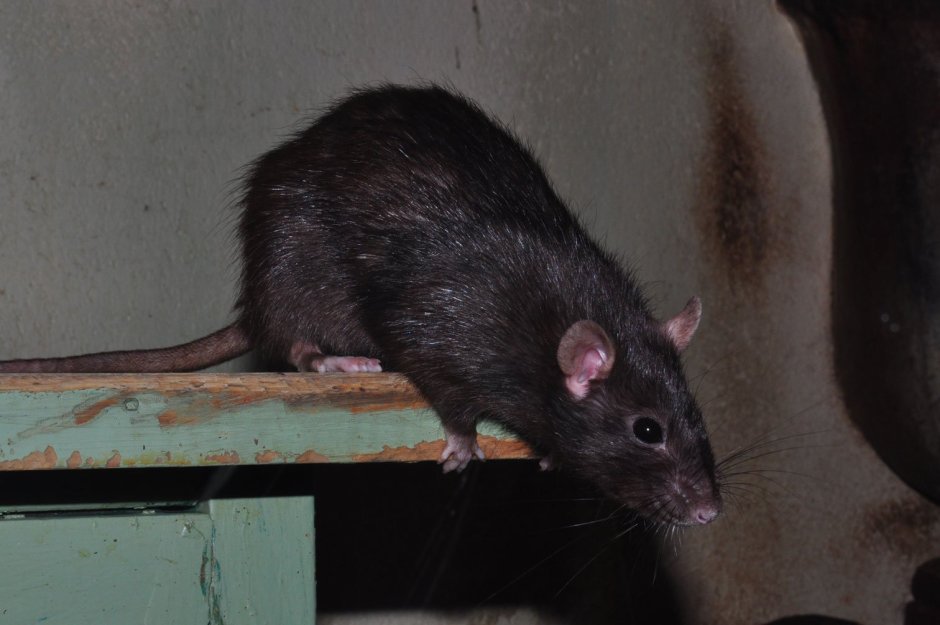 Крыса Rattus Rattus
