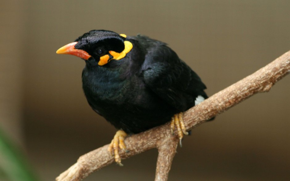 Myna птица