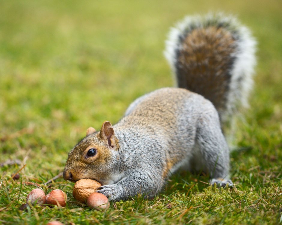 No time for Nuts