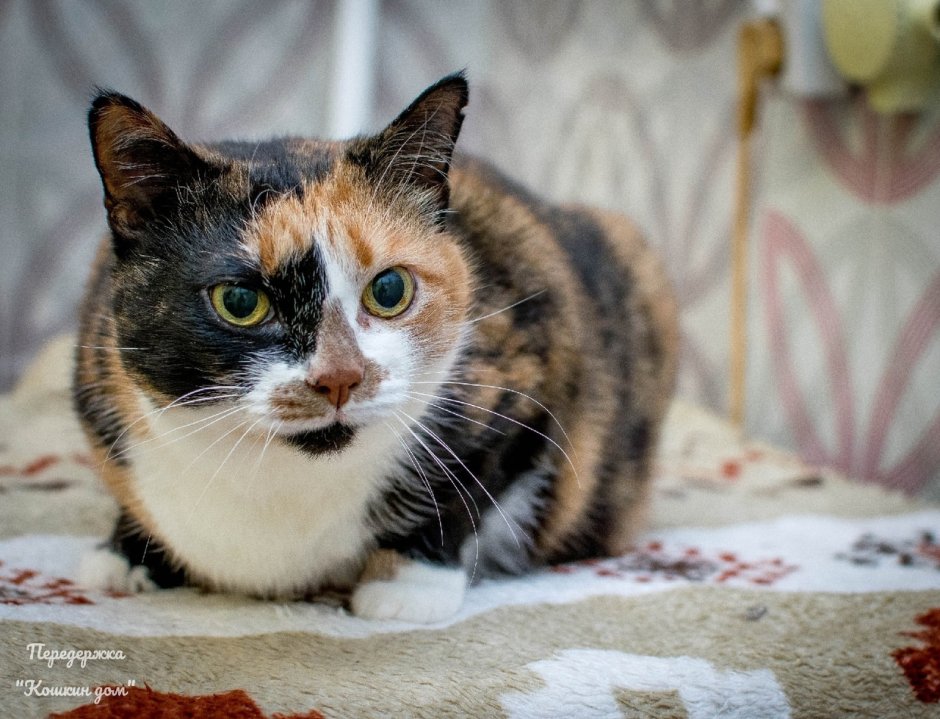 Трехшерстная кошка