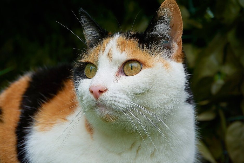 Сибирская трехшерстная кошка