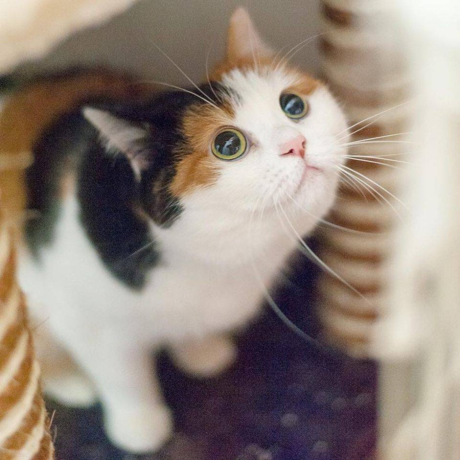 Котеночек Мими