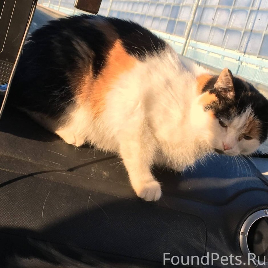 Котята окрас Калико