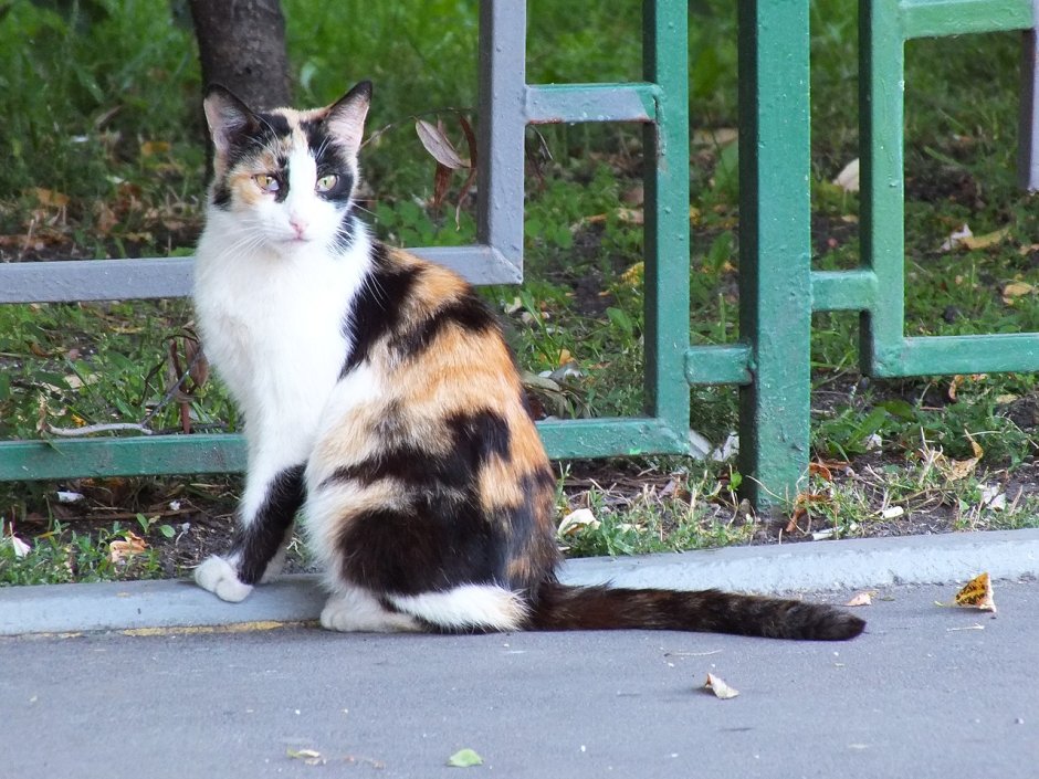 Кошка Алиса трехцветная черная