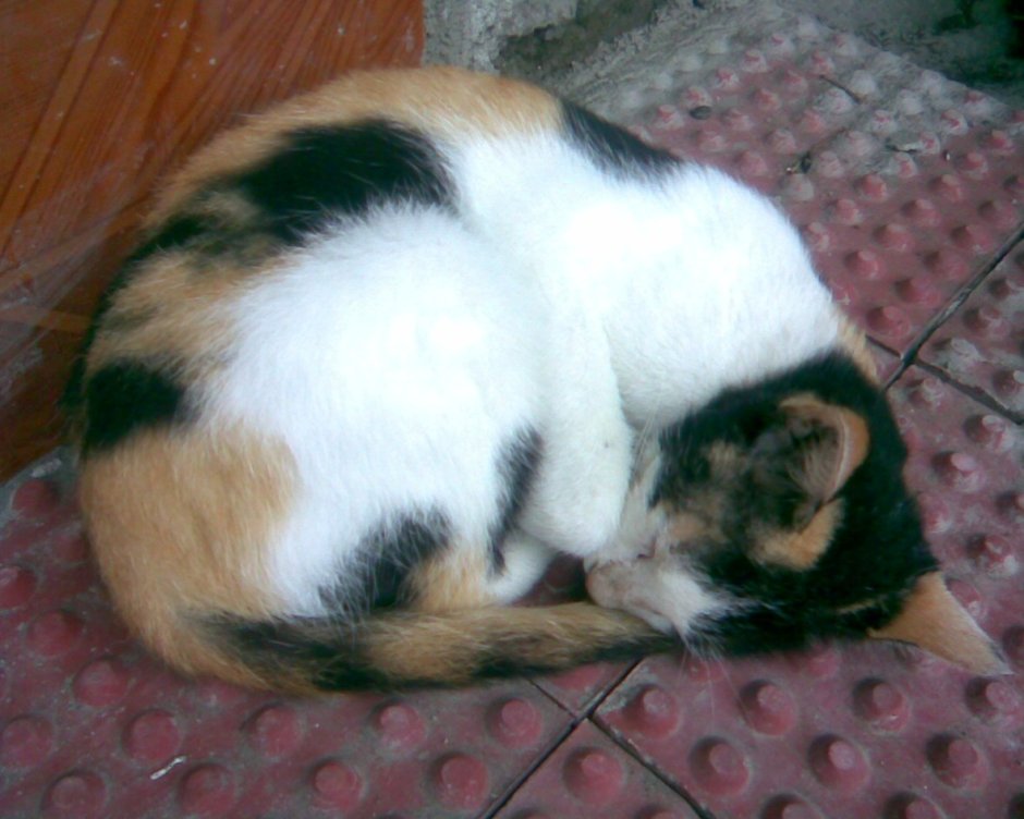 Кот домашний упитанный