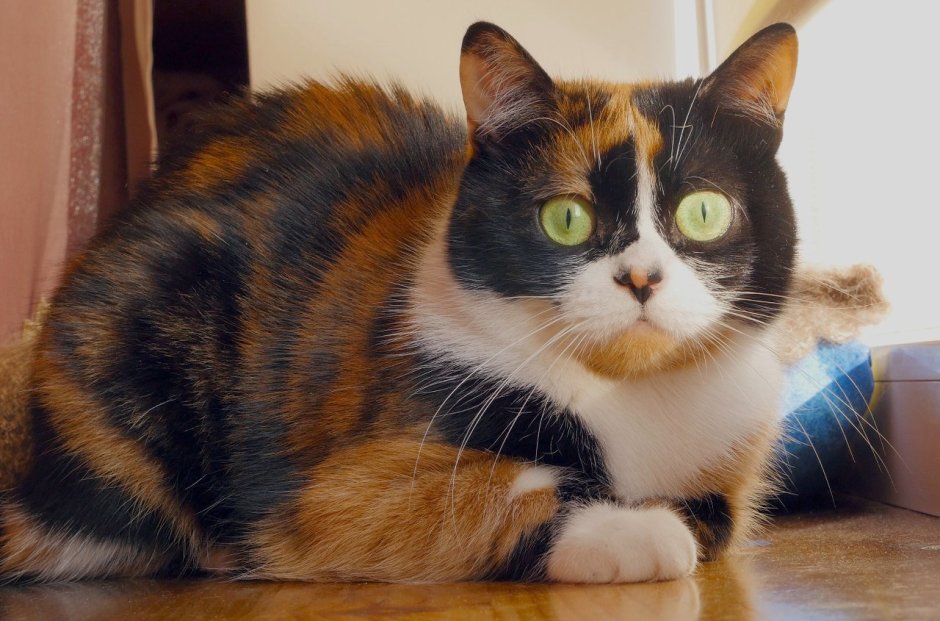 3 Цветная кошка