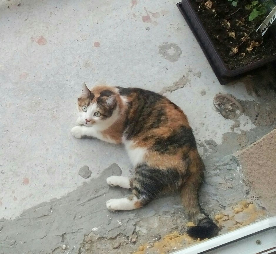 Кот японский бобтейл