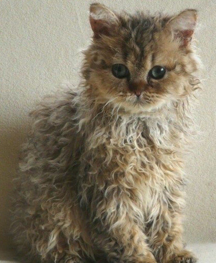 Порода Селкирк рекс