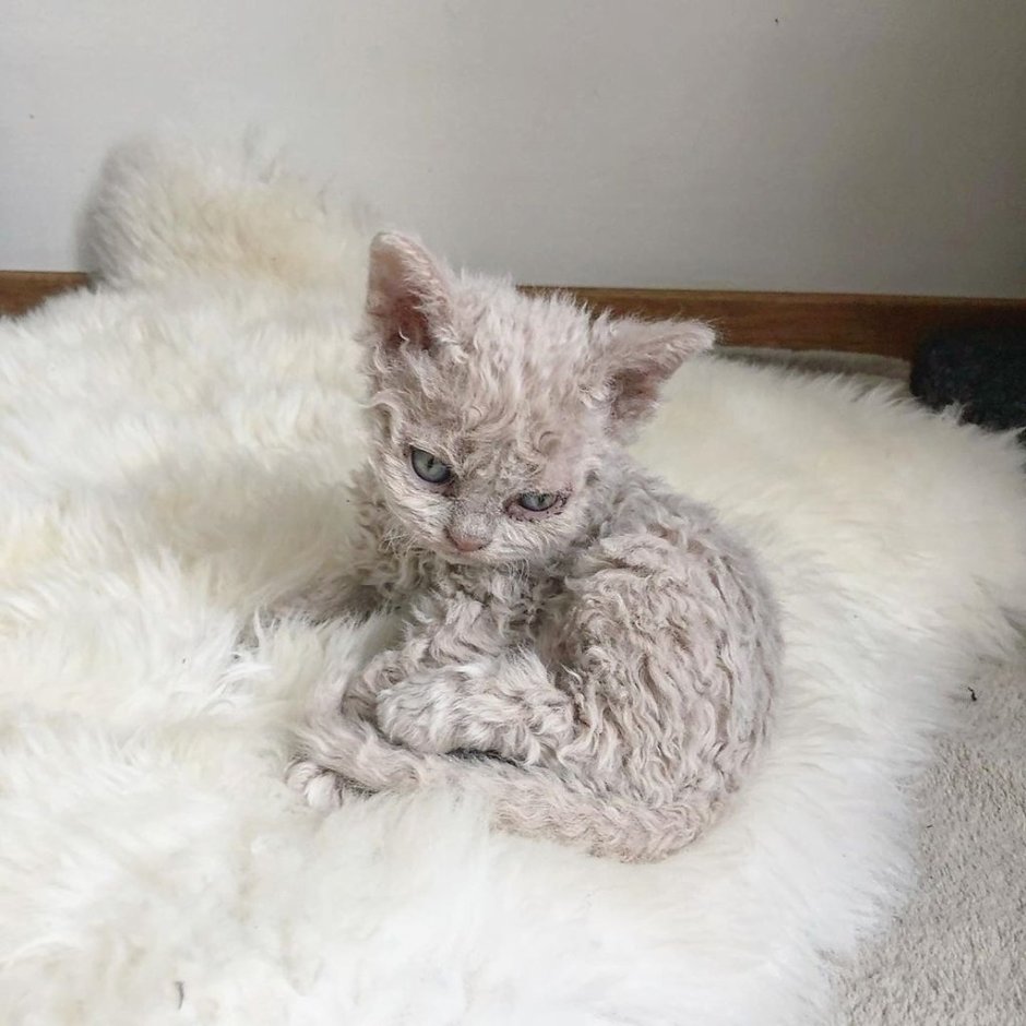 Порода Селкирк рекс