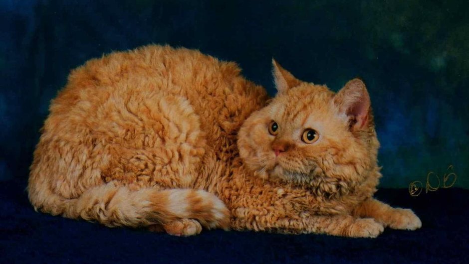 Порода Селкирк рекс