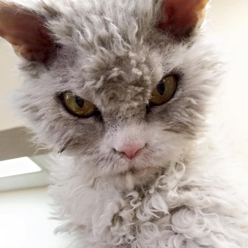 Селкирк рекс Альберт