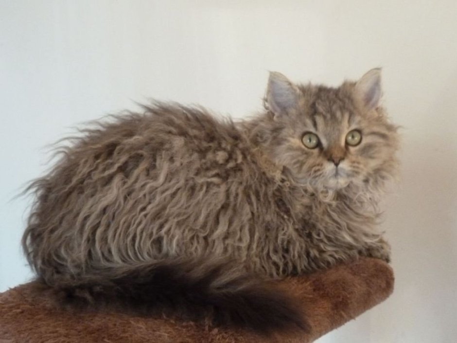 Ла-Перм лаперм кошка