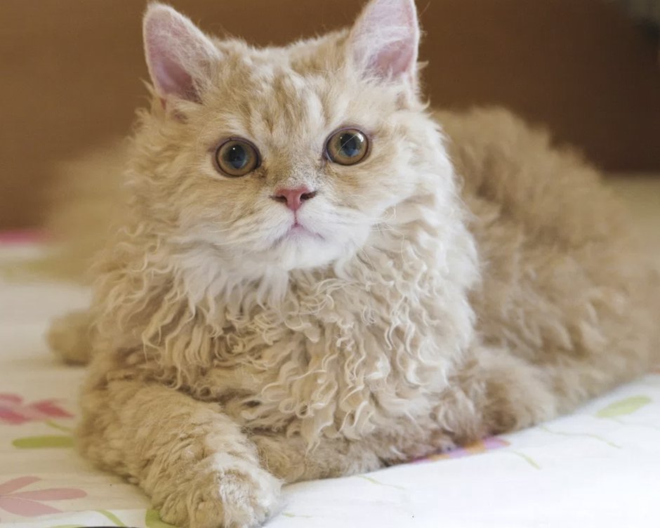 Кошки с овечьей шерстью