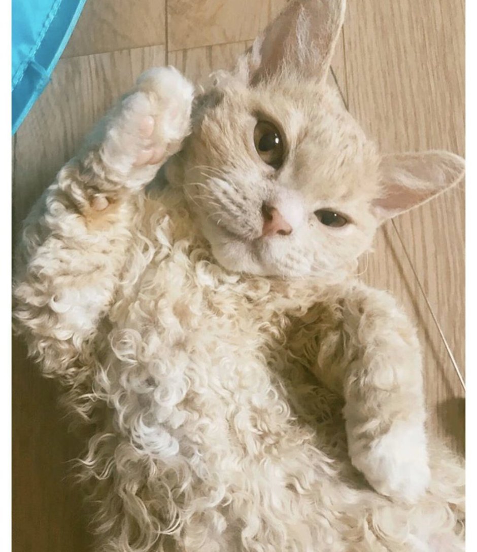 Девон рекс длинношерстный