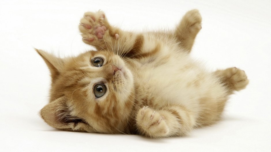 Kitten Flashcards for Kids