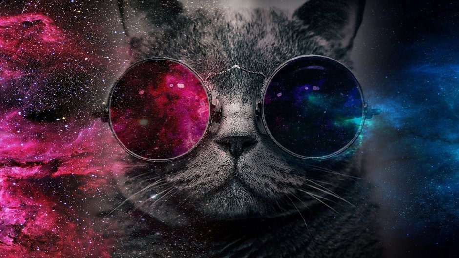 Кот в очках