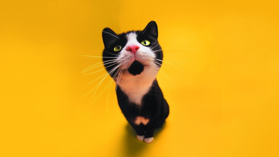 Котики смешные