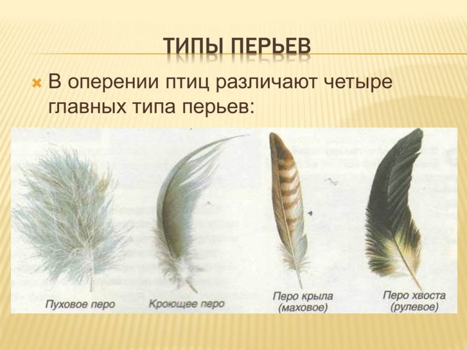 Типы перьев у птиц