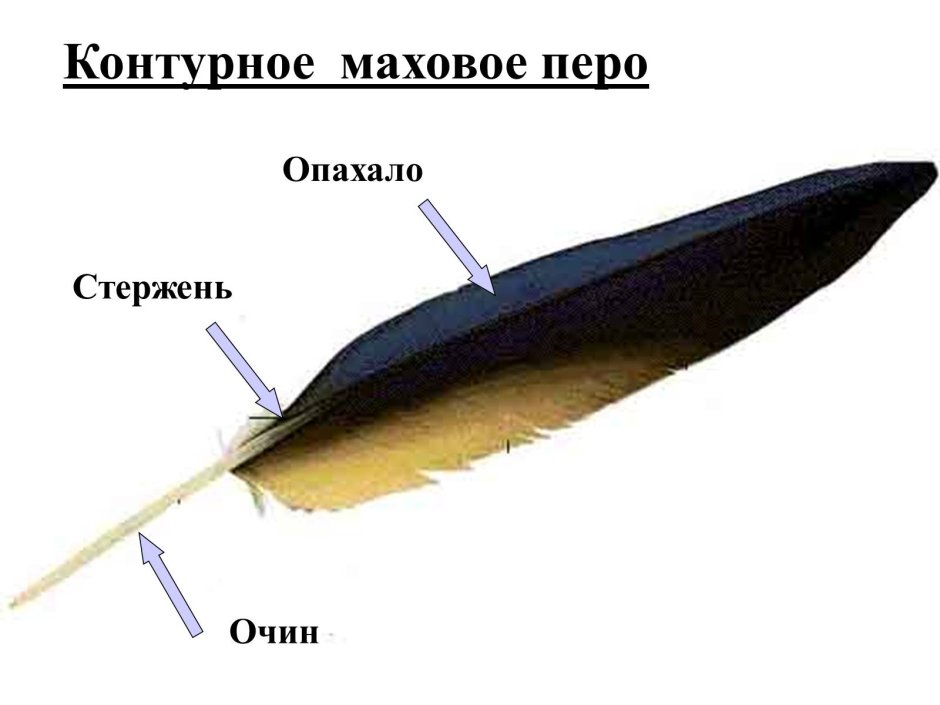 Маховое перо строение