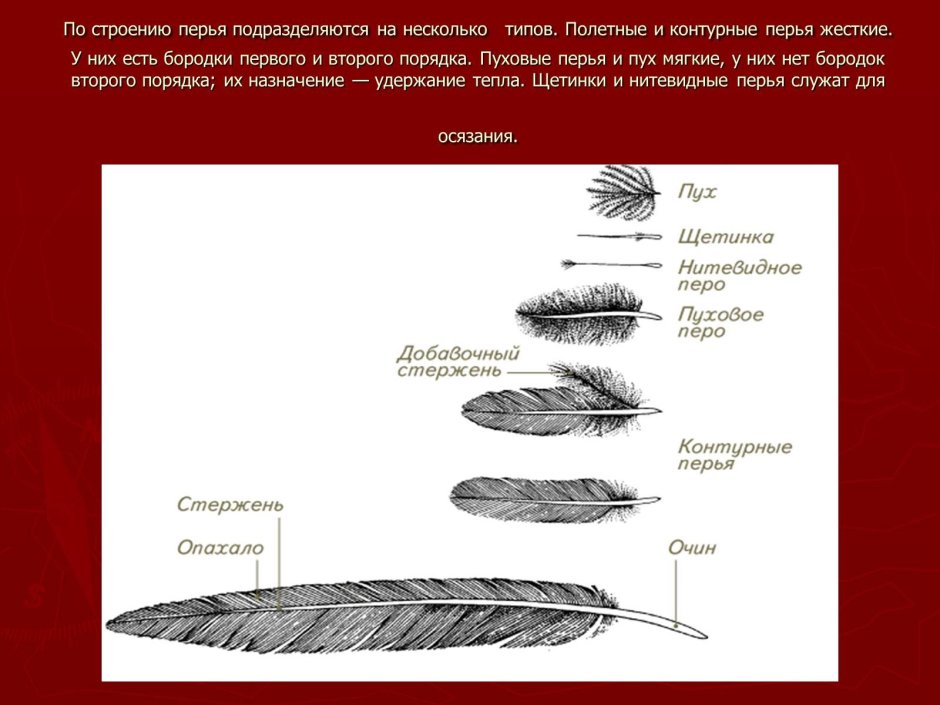 Строение пухового пера птицы