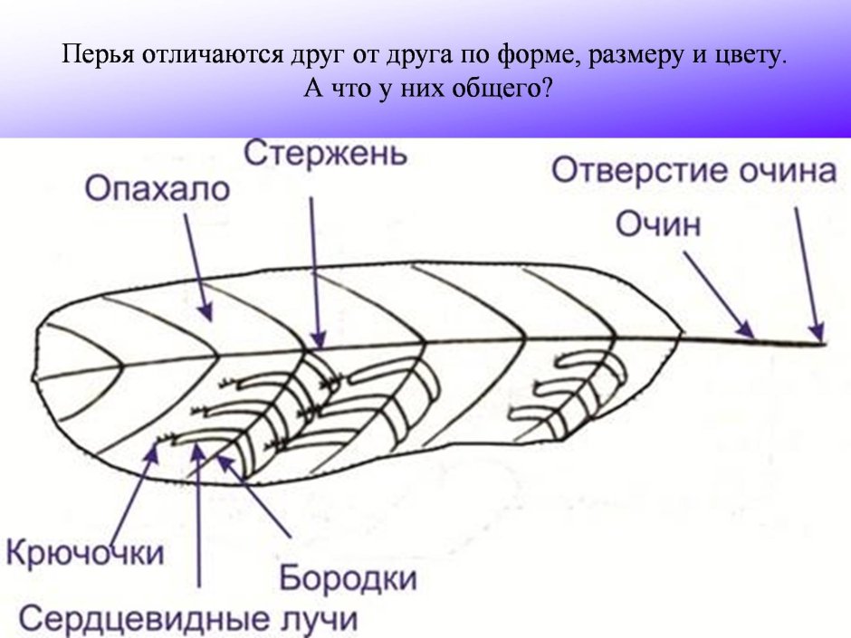 Схема строения пера птицы