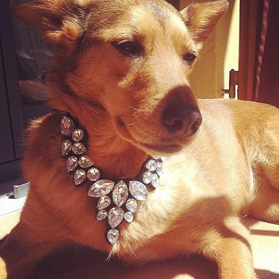 Логотип русский черный терьер