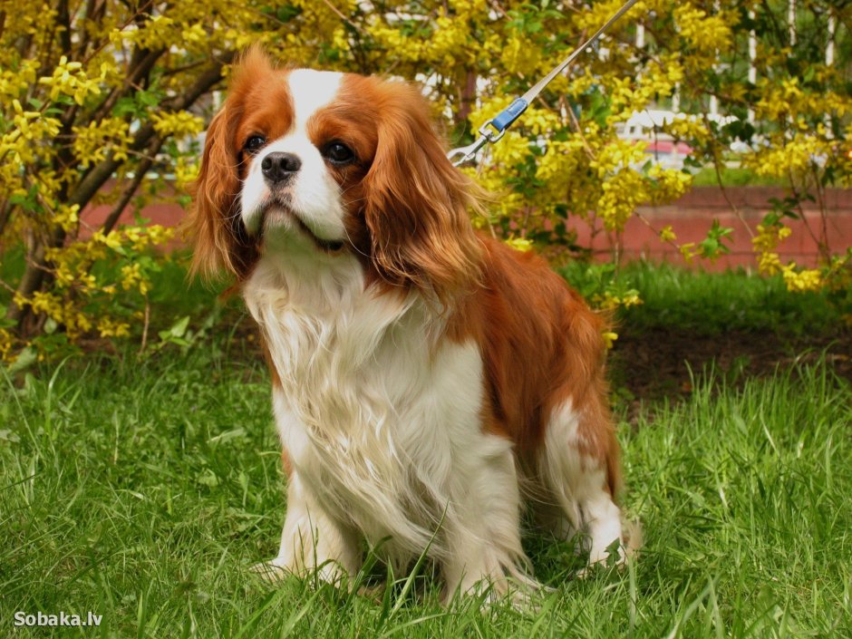 Роял Чарльз спаниель