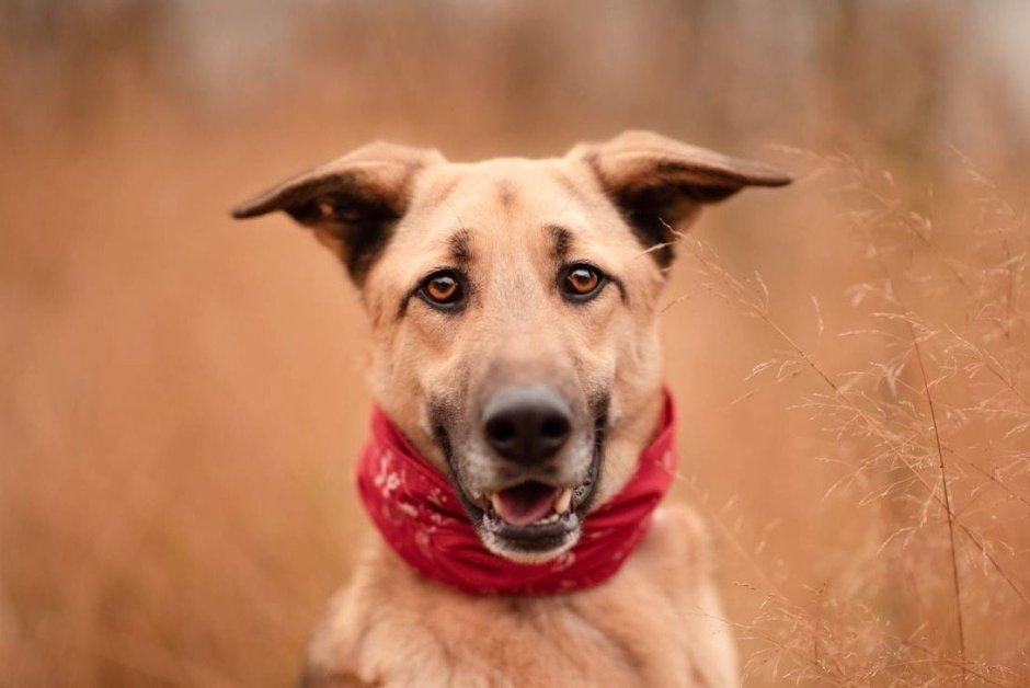 Активная собака