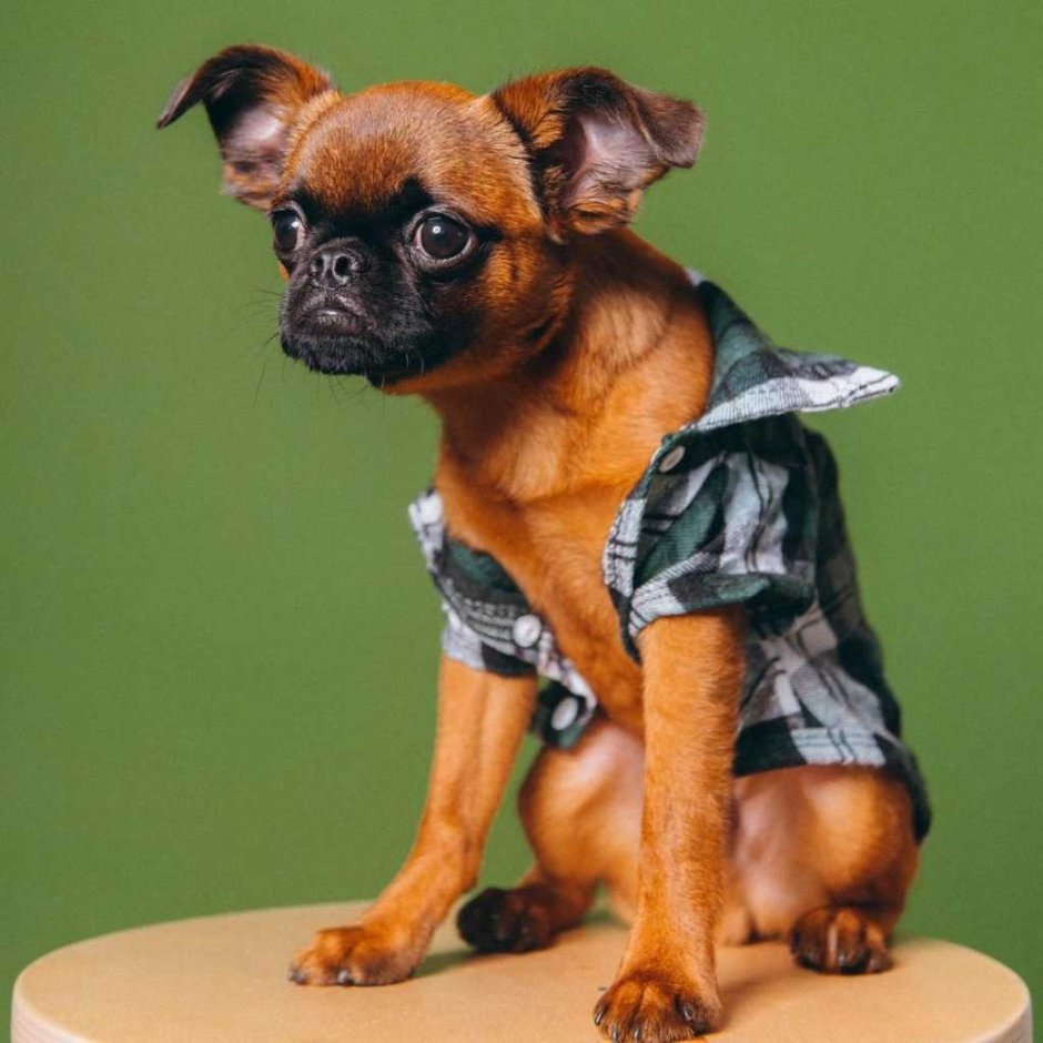 Самые востребованные собаки