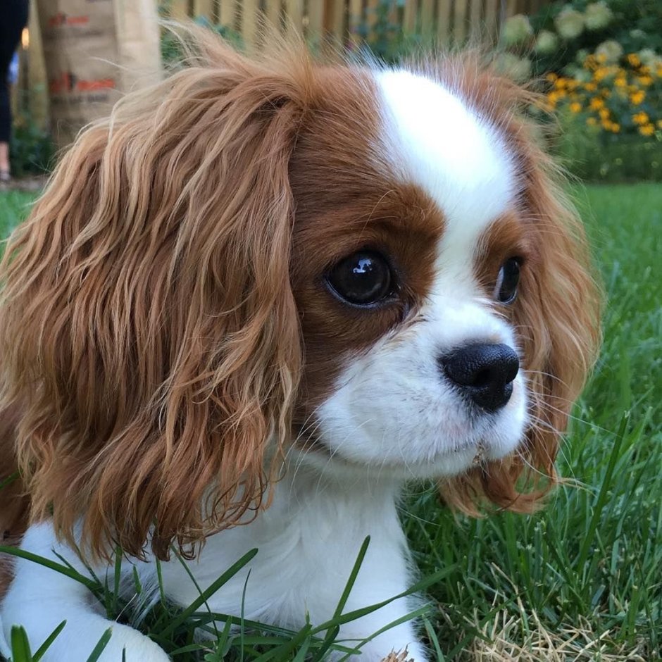 Кинг Чарльз спаниель