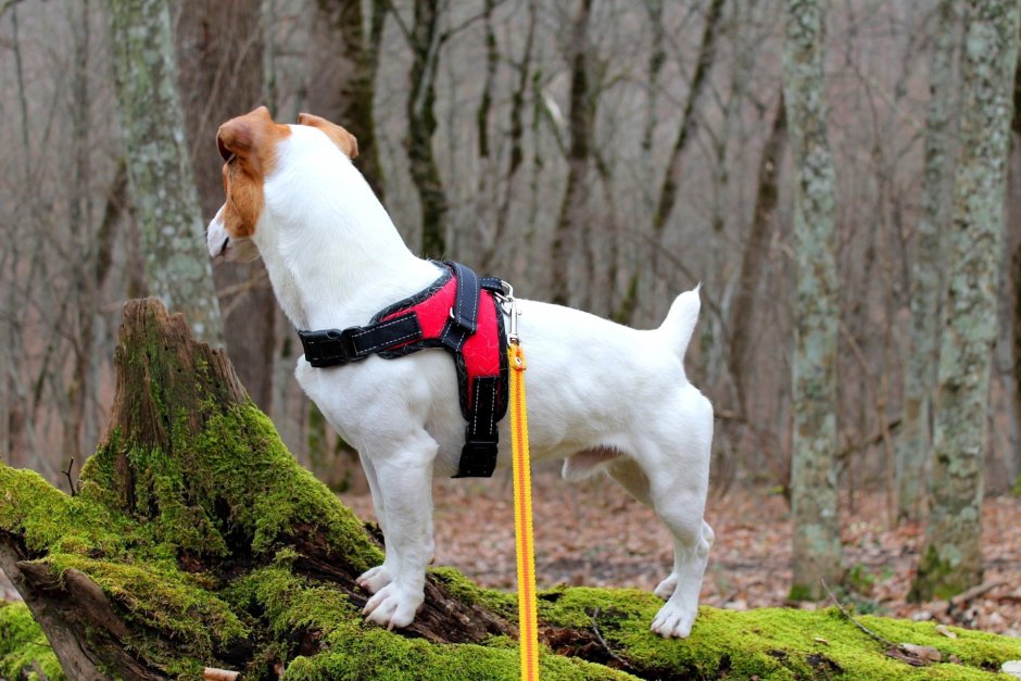 Собака миллионер