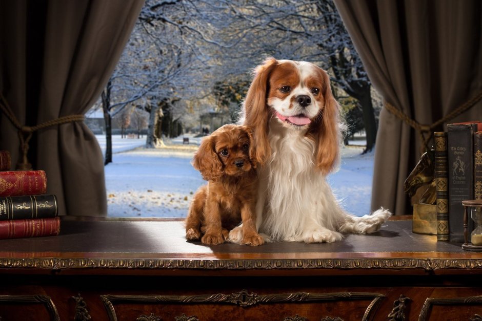 Кокер спаниель кавалер Кинг Чарльз