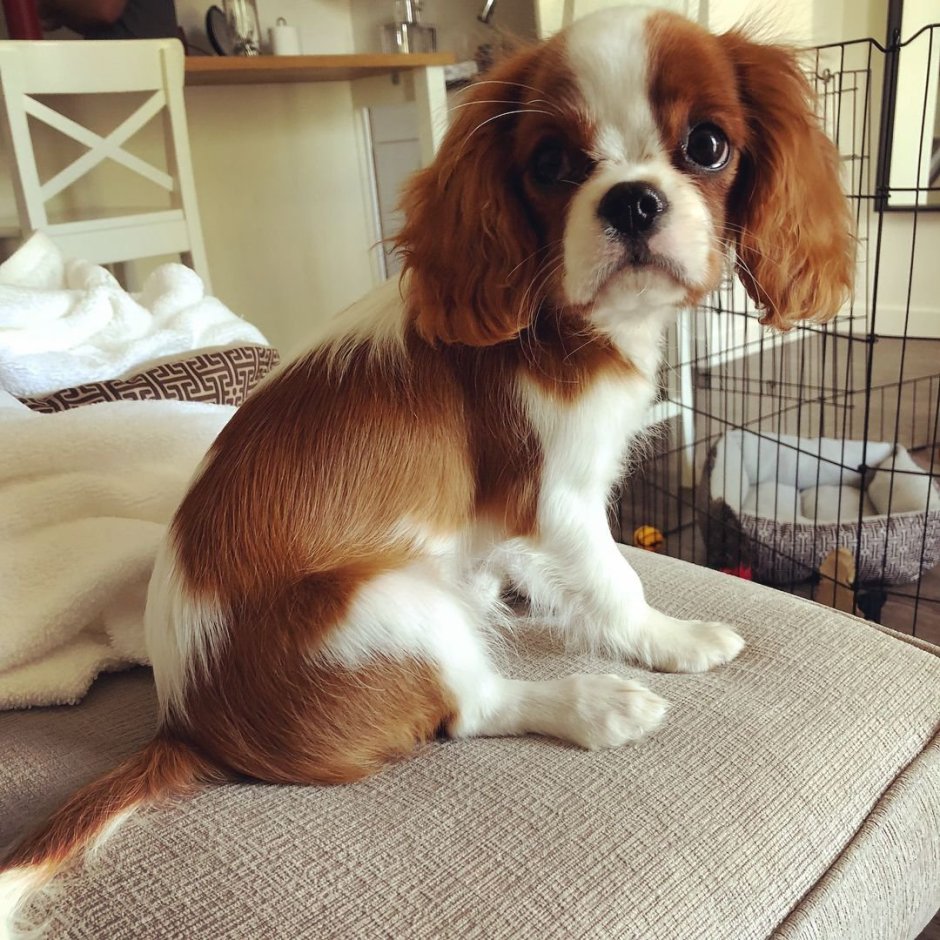 Кавалер Кинг Чарльз спаниель щенки