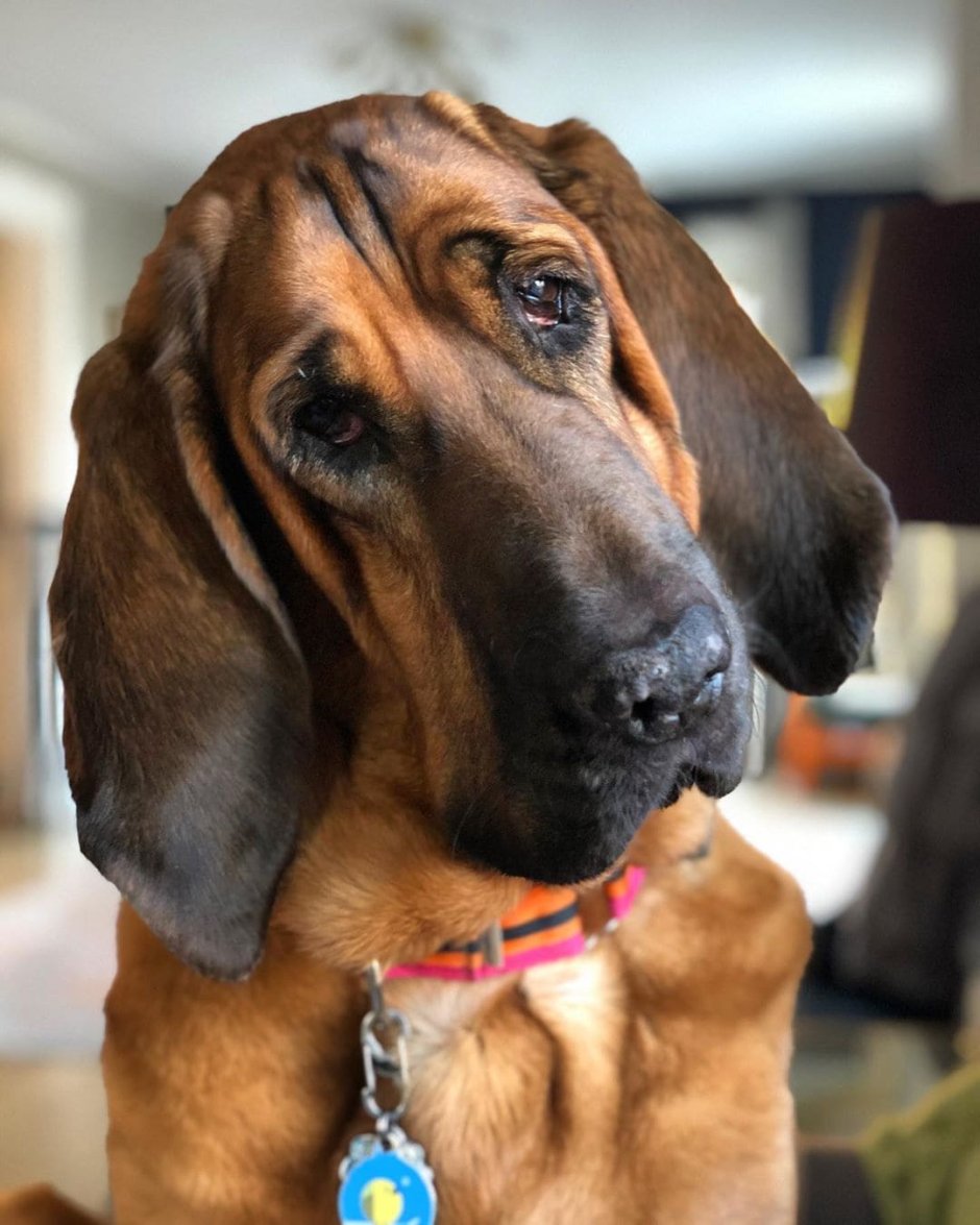 Корги Кардинал Кардинал пемброк