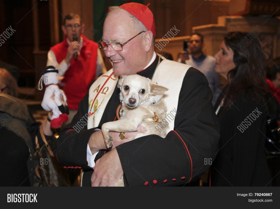 Собачка в Красном платье