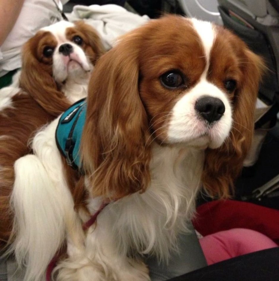 Кавалер Кинг Чарльз спаниель