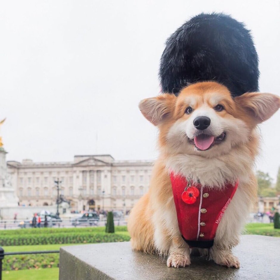 Собаки у Наталины порода