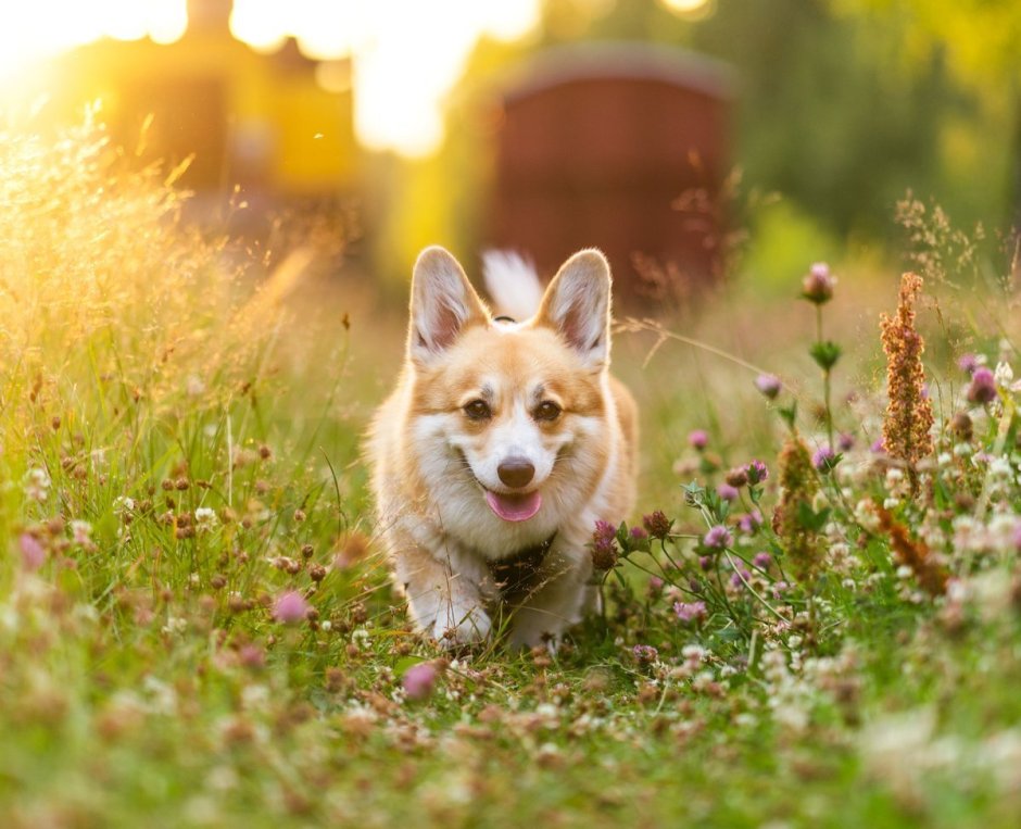 Кроличья такса мраморная