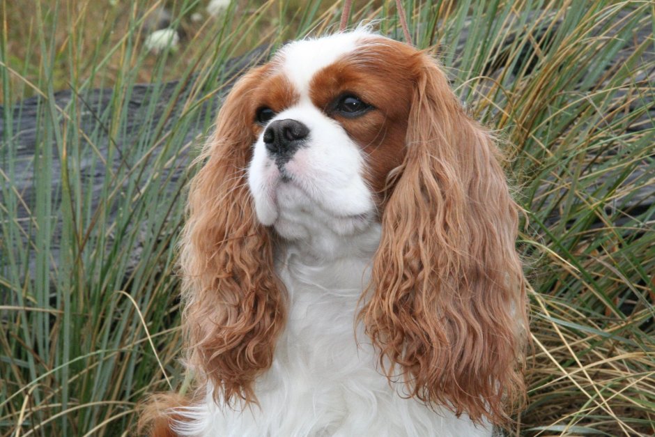 Кинг Чарльз спаниель