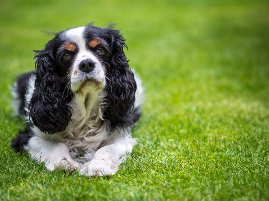 Кавалер Кинг Чарльз спаниель
