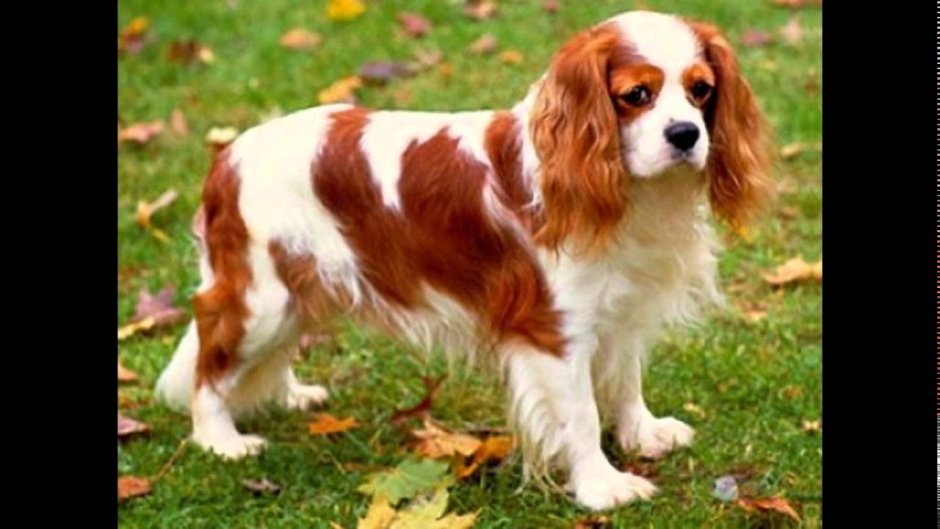 Собака Кардинал Чарльз