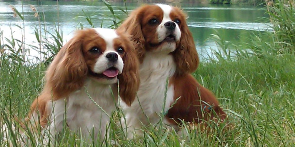 Кавалер Кинг Чарльз спаниель