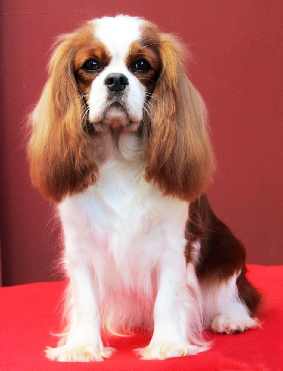 Ричард Кинг Чарльз спаниель