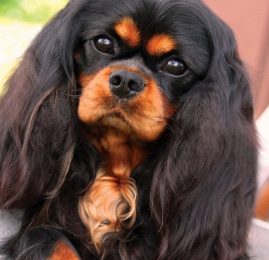 Кавалер Кинг Чарльз спаниель